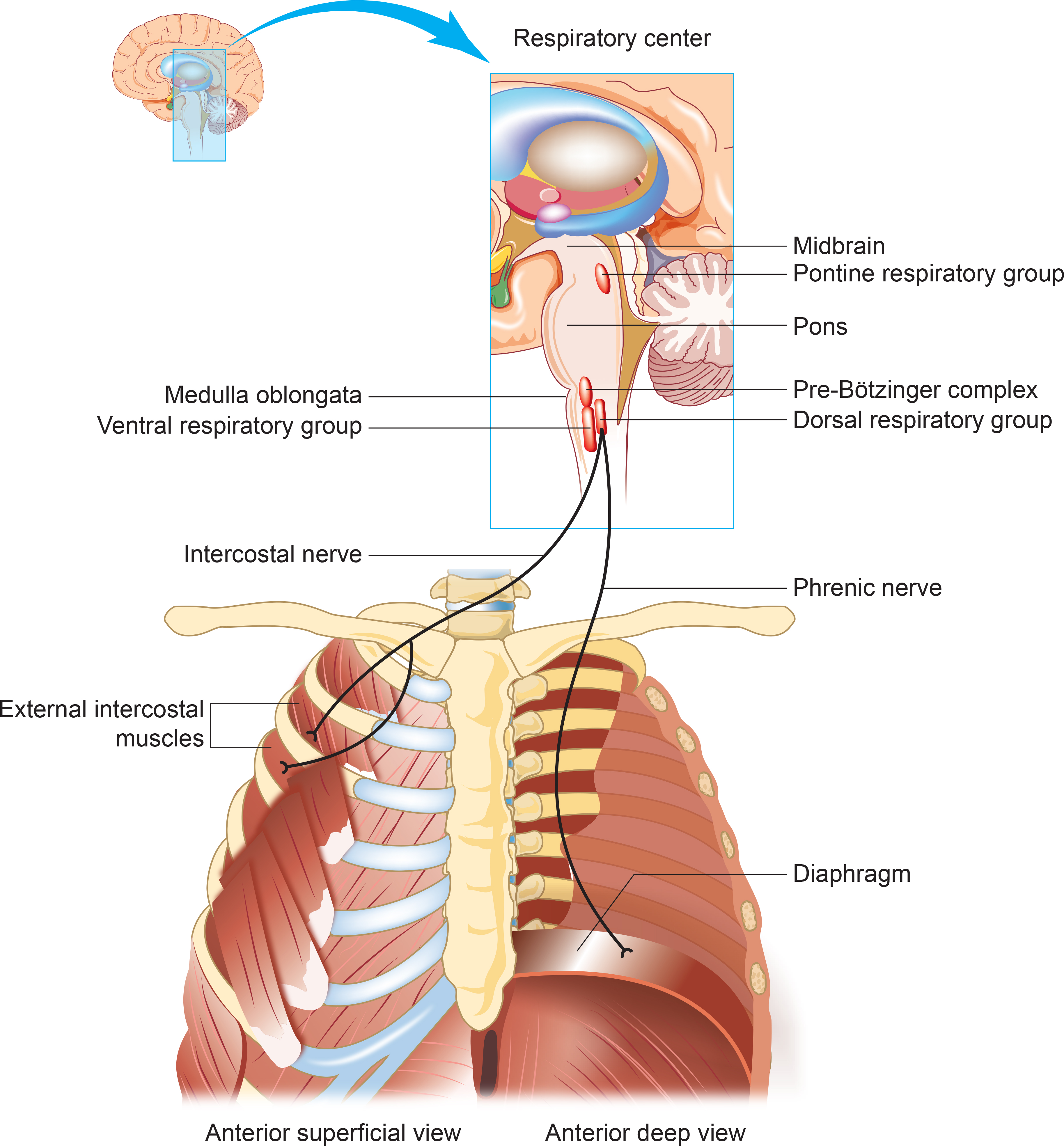 Anatomical diagram of the brainstem respiratory center controlling breathing